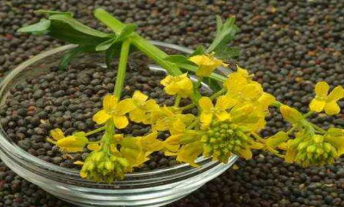 菜粕期貨的手續(xù)費是多少？有優(yōu)惠政
